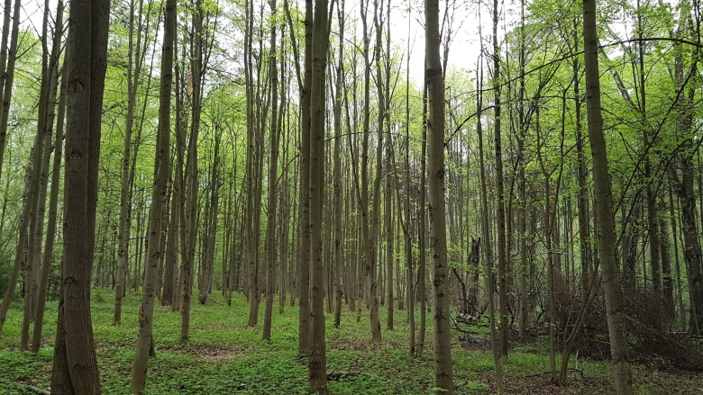 Широколиственные леса липа