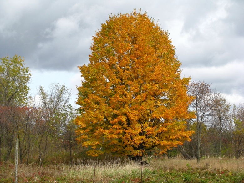Клен остролистный дерево