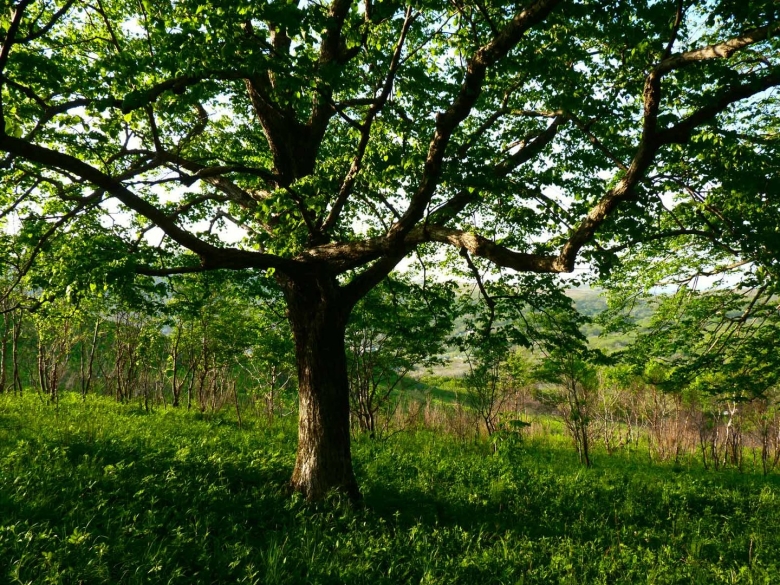 Александровский лес дуб столетний