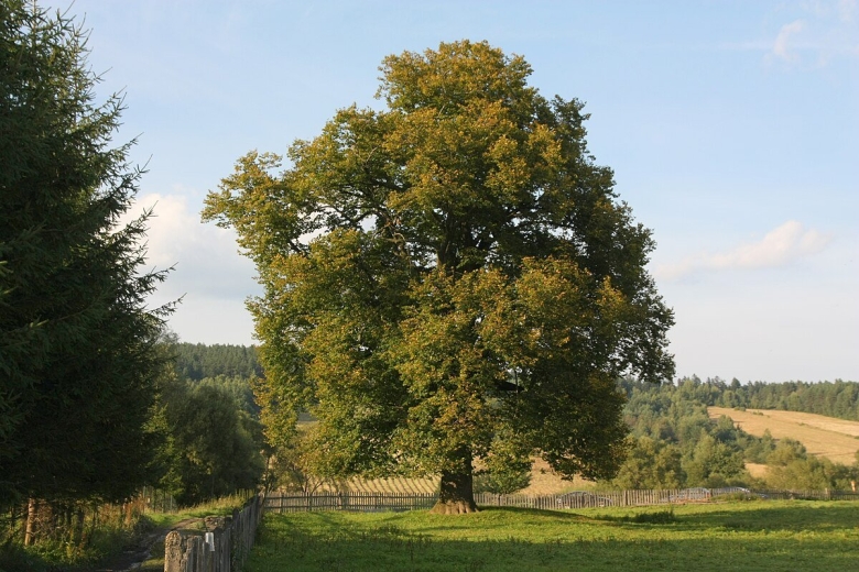 Широколиственные леса липа