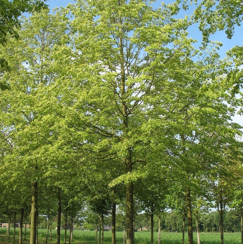 Липа мелколистная tilia cordata