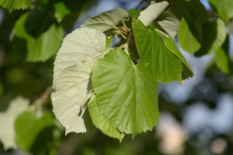 Липа серебристая