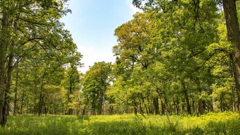 Широколиственный лес Самарской области