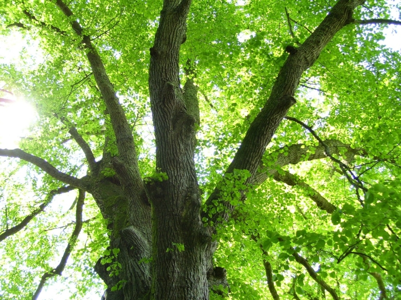 Широколиственные леса липа