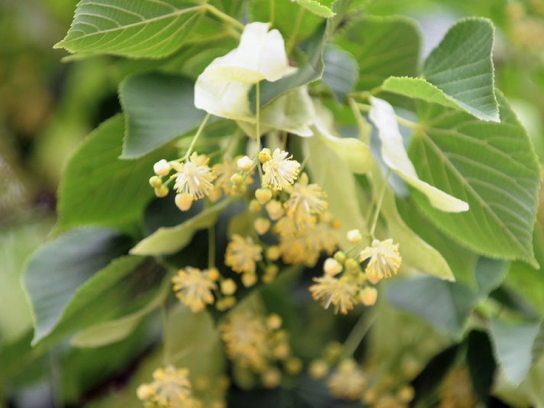 Липа круглолистная