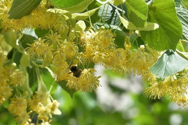 Липа крупнолистная