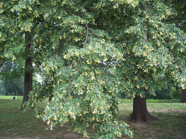 Липа мелколистная ствол