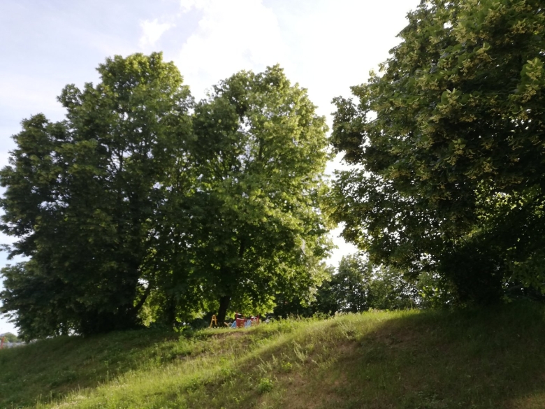 Широколиственные леса липа