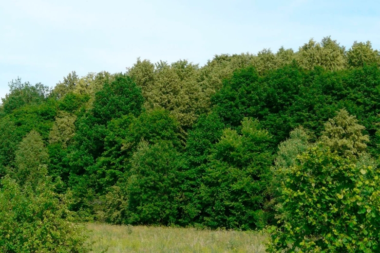 Широколиственные леса липа