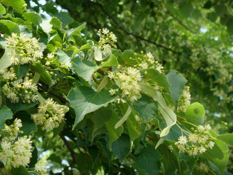 Рейнутрия японская Fallopia japonica