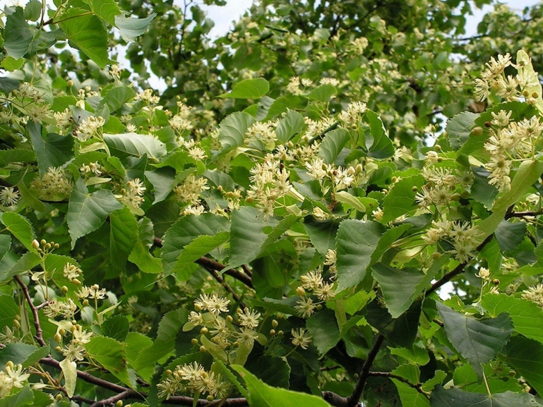 Липа маньчжурская (tilia mandshurica)