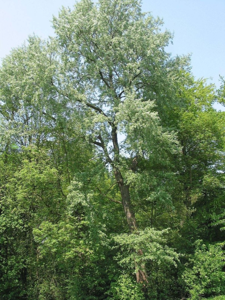 Тополь лавролистный