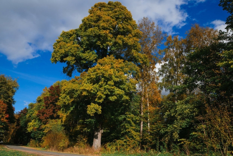 Широколиственные леса липа