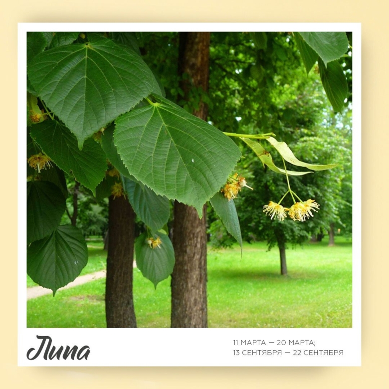 Липа мелколистная сердцевидная