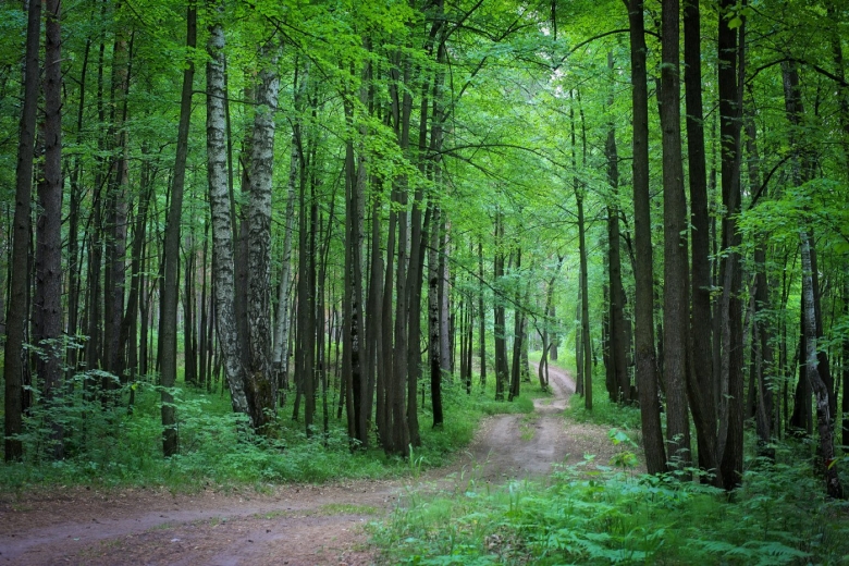 Кузедеевская Липовая роща