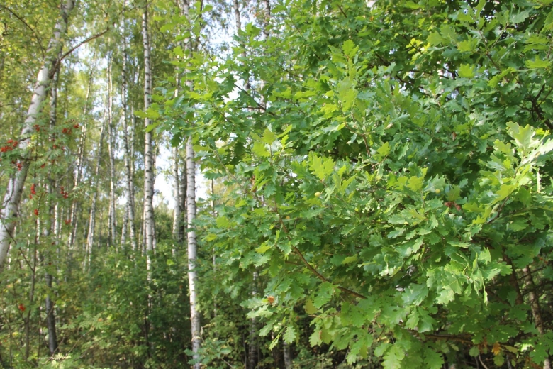 Липа в лесу