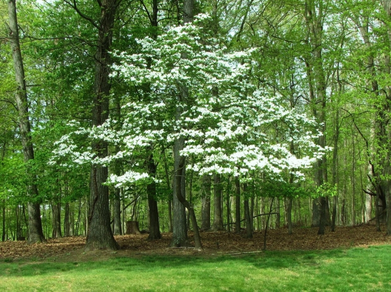 Широколиственный лес растения