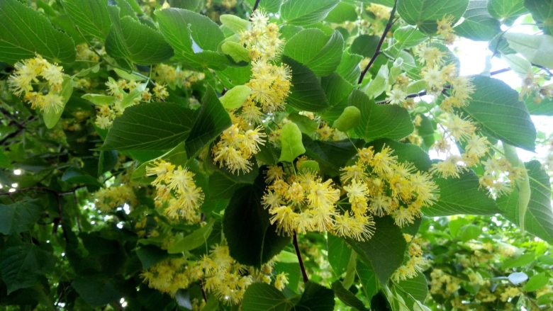 Липа амурская – tilia amurensis