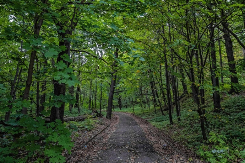 Широколиственный лес Дубрава