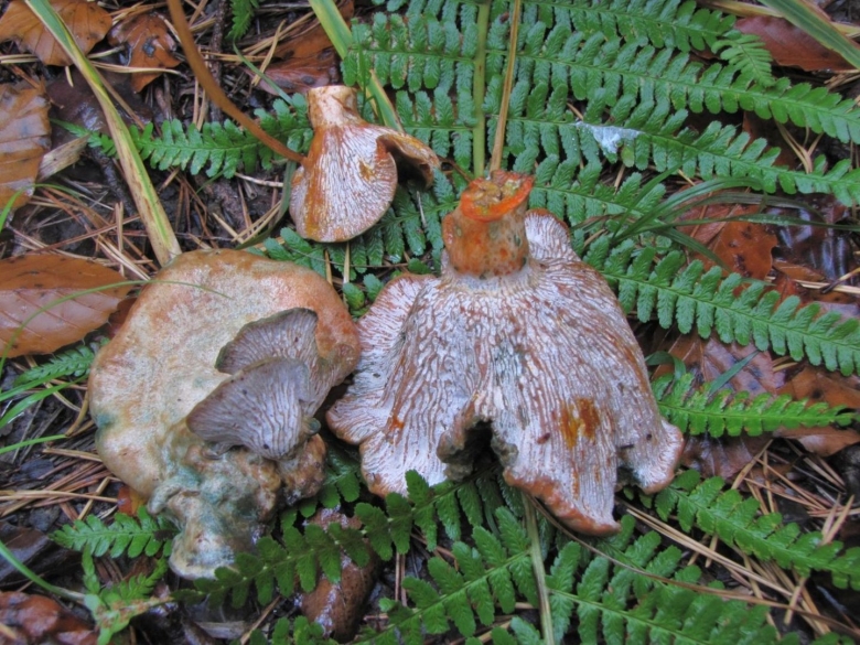 Гипомицес млечниковый