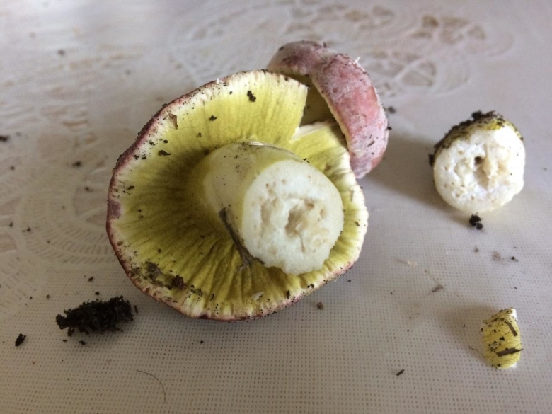 Гипомицес гриб зеленый