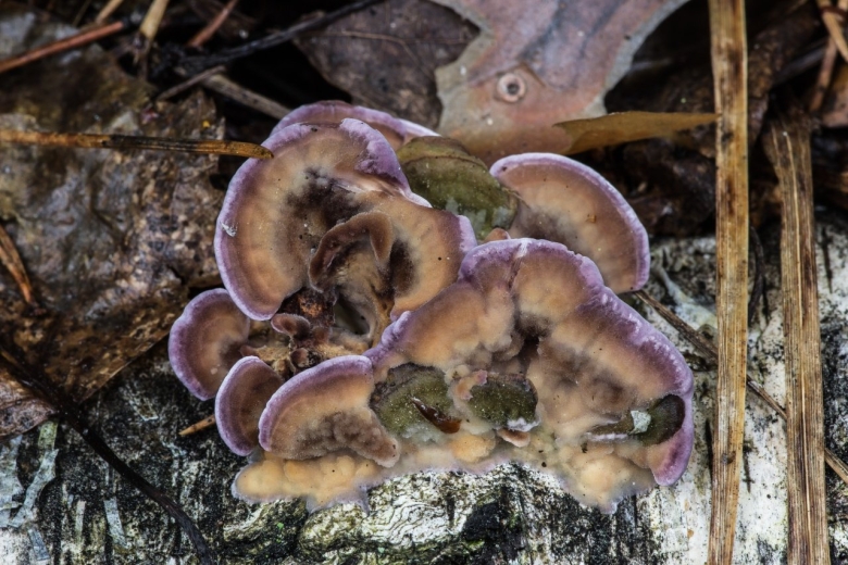 Трихаптум двоякий гриб