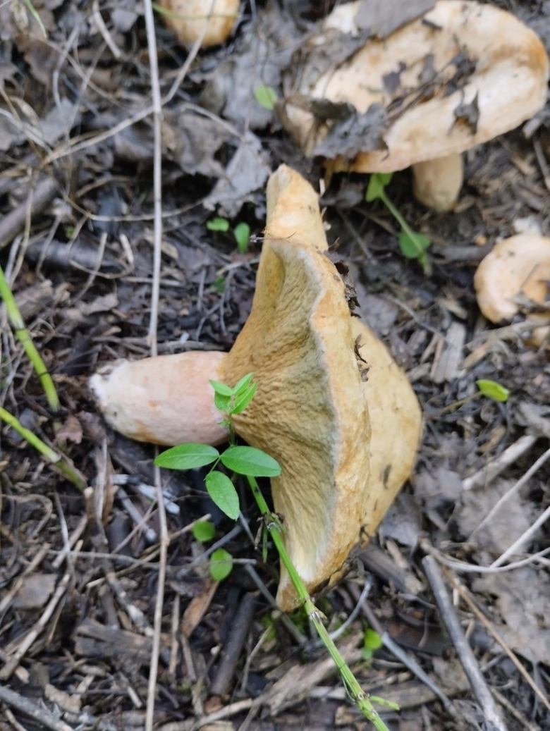 Рыжик картинка