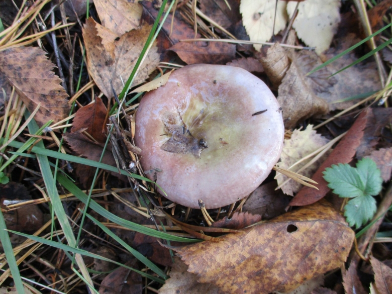 Грибы выросшие среди опавших листьев