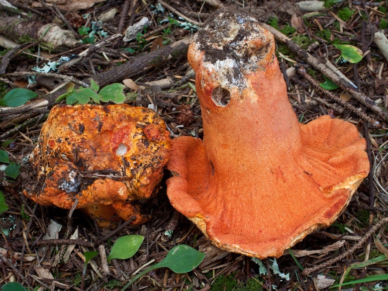 Рыжики пораженные гипомицесом