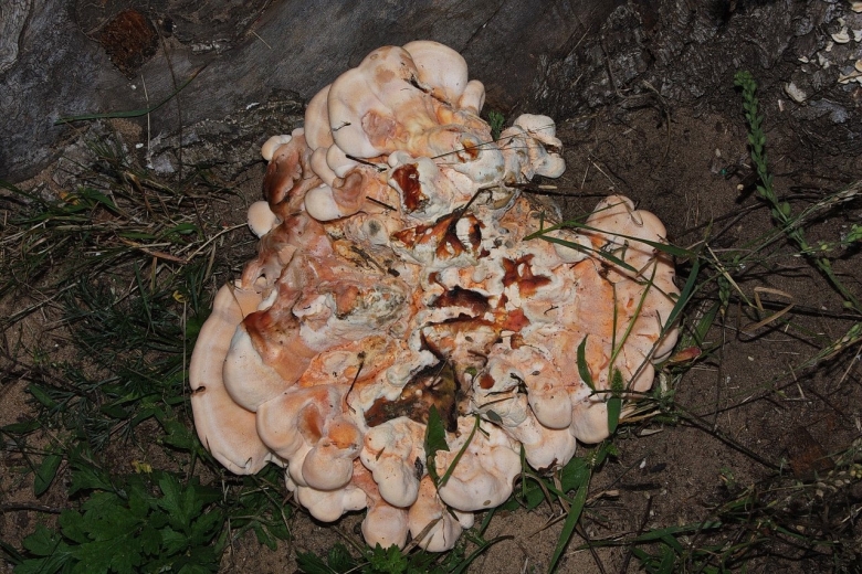 Гриб Медвежье ухо