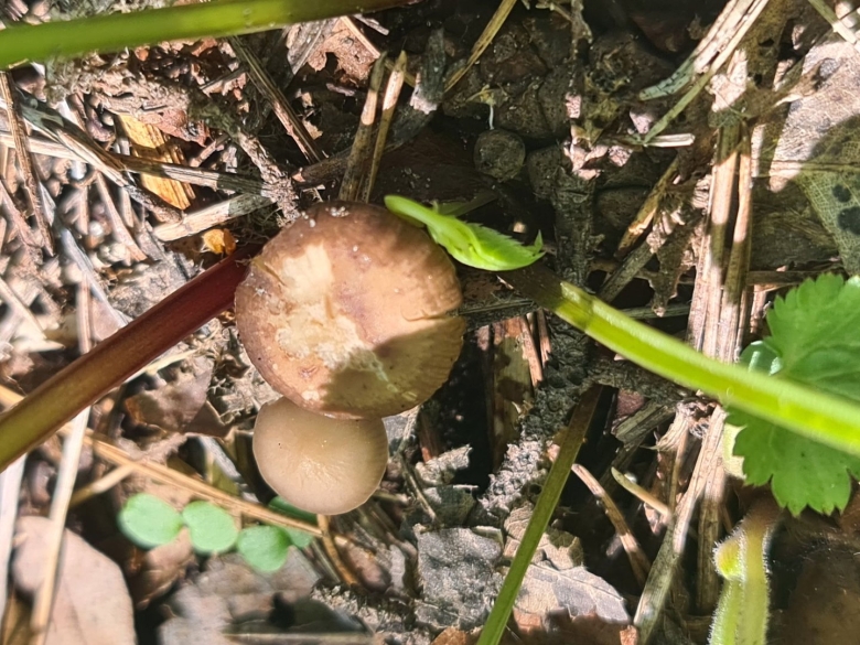 Гриб стробилюрус