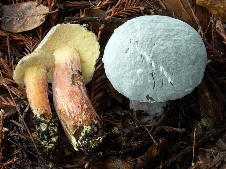 Гриб пораженный гипомицесом