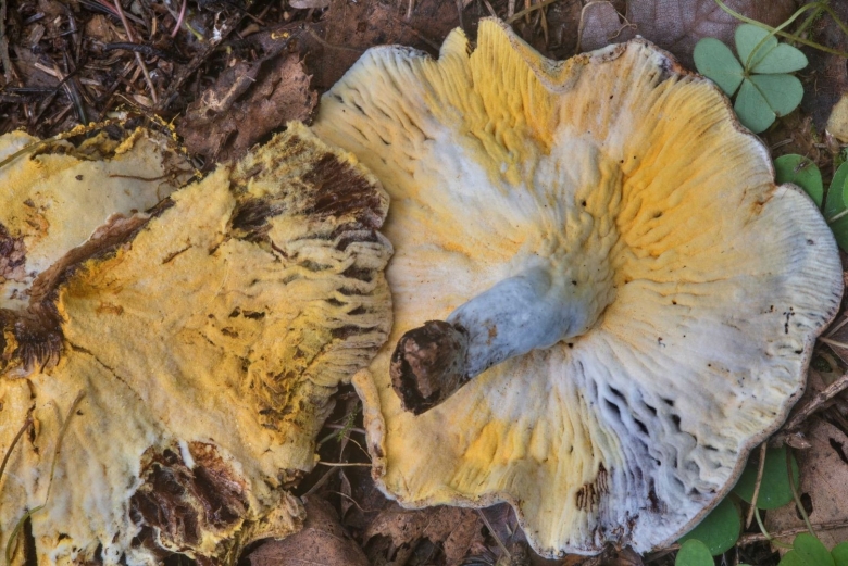 Рыжики пораженные гипомицесом