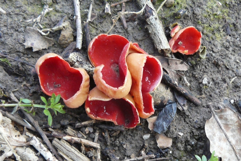 Гриб желеобразный фото