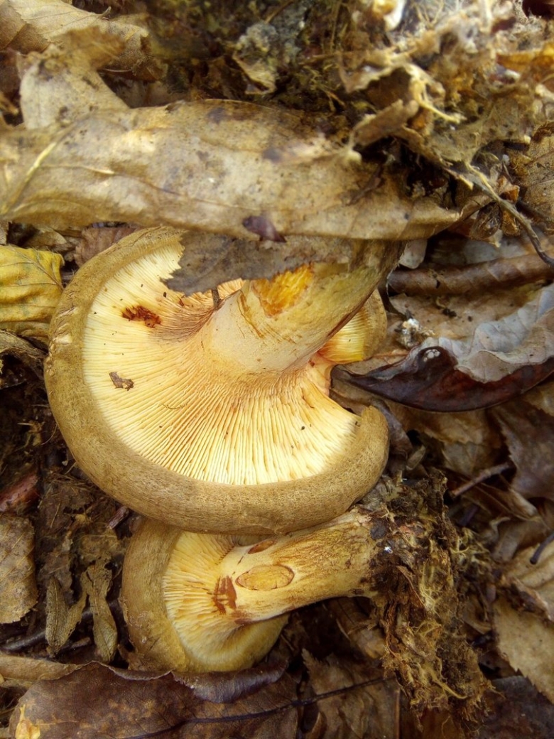 Гриб свинушка поддубник