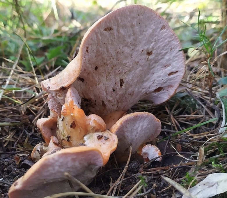 Бабье ухо гриб съедобный