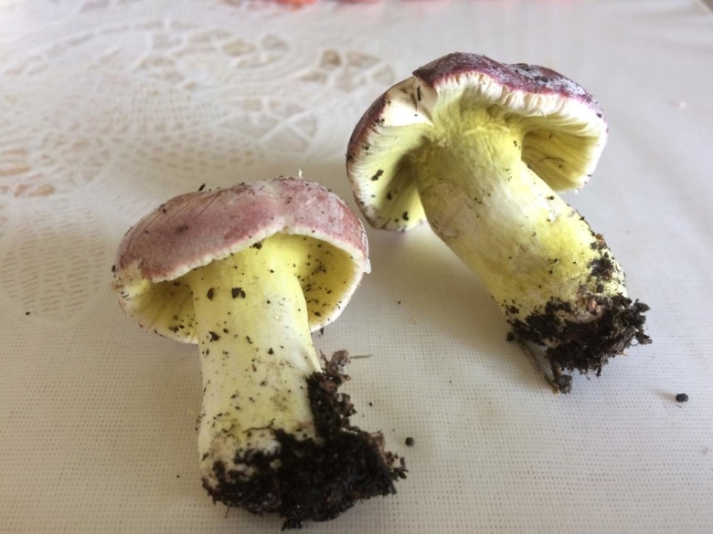 Гипомицес гриб зеленый