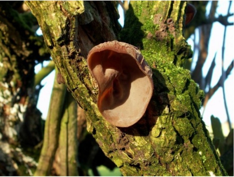 Гриб Аурикулярия уховидная