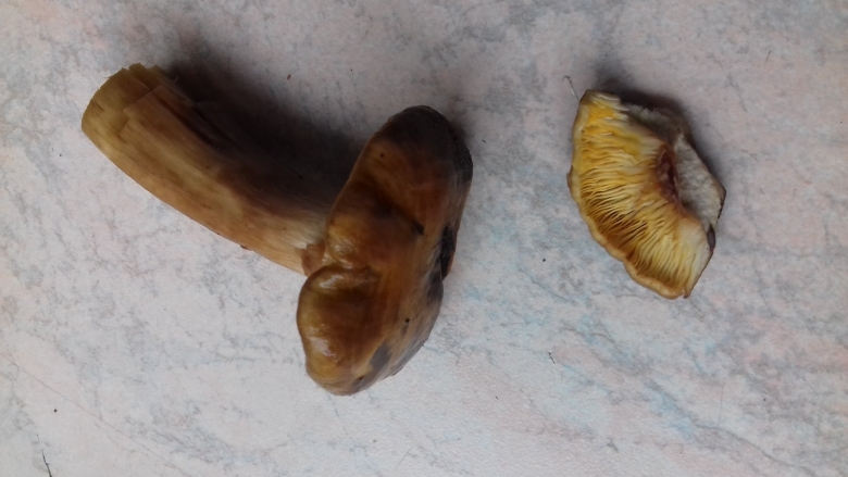 Гусиные лапки грибы