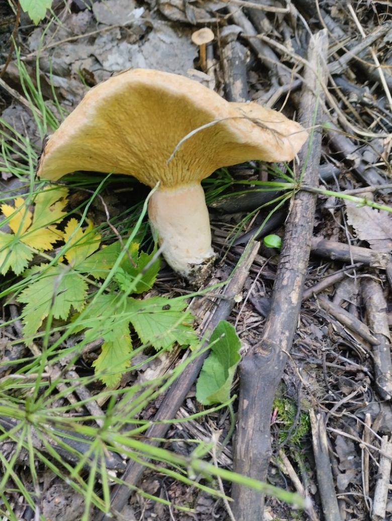 Свинухи грибы фото