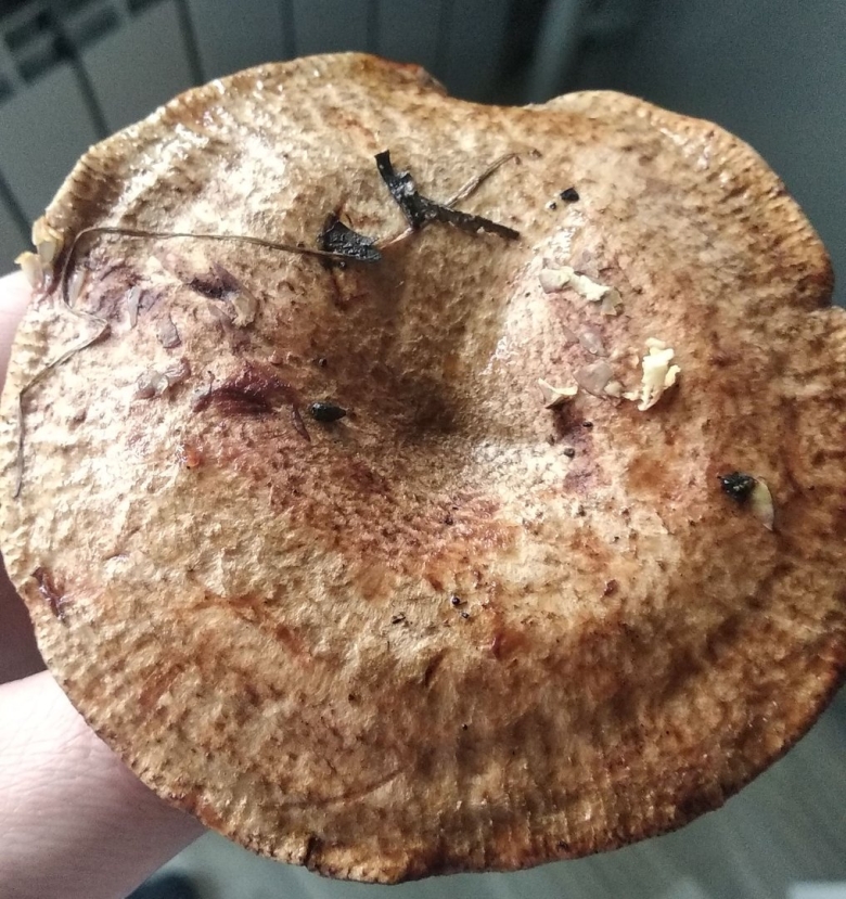 Бабье ухо гриб съедобный