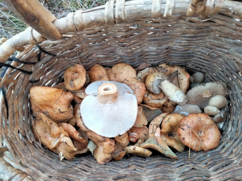 Бабьи уши грибы фото и названия