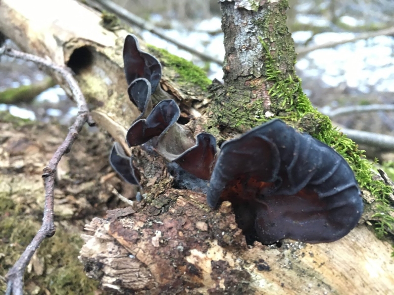 Аурикулярия уховидная