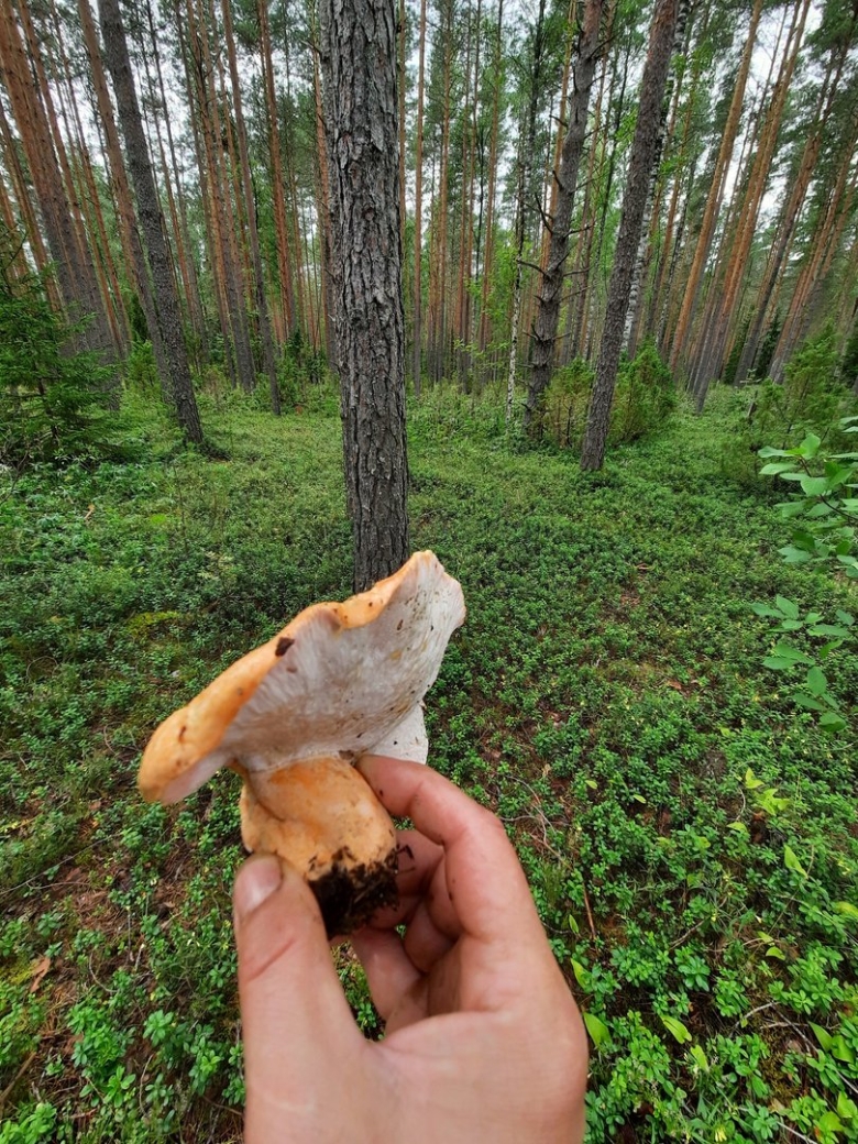 Бабье ухо гриб съедобный