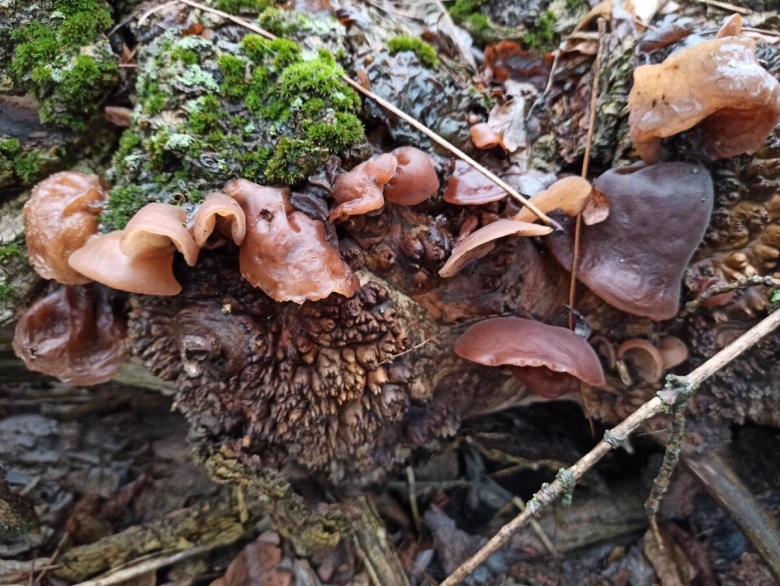 Аурикулярия густоволосистая