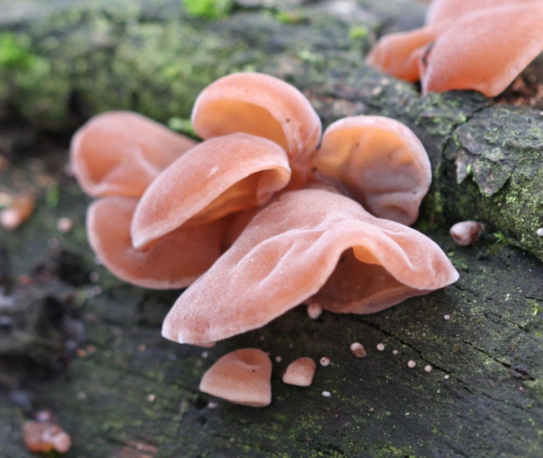 Auricularia auricula judae