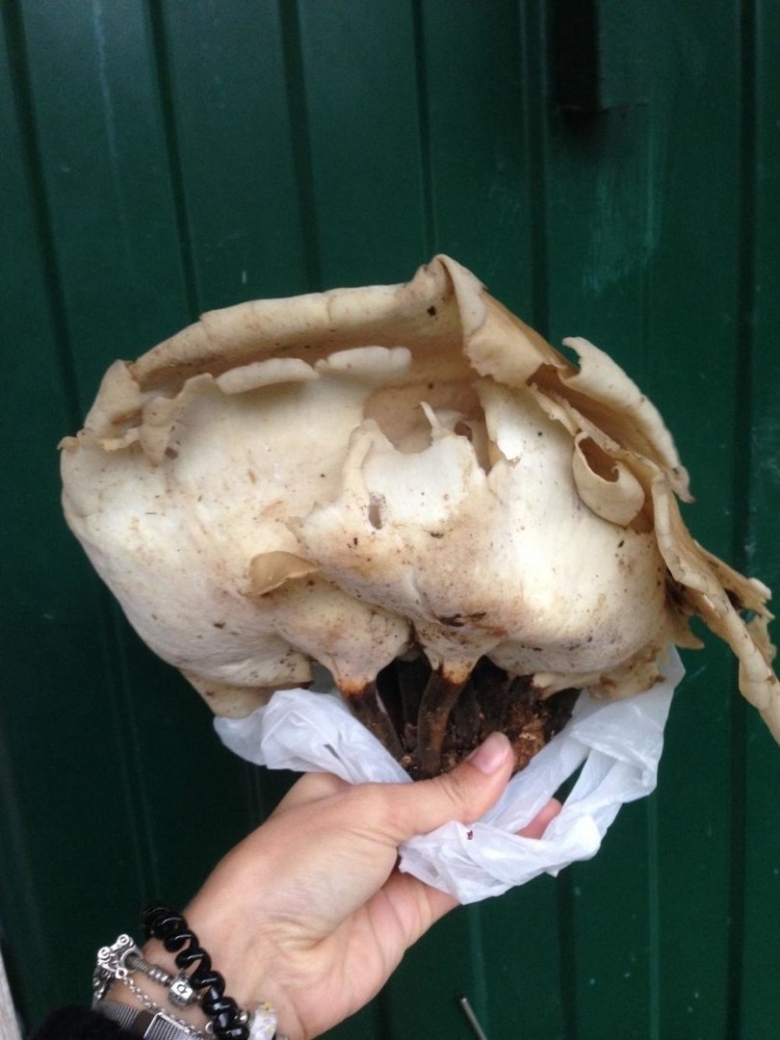 Говорушка гигантская съедобный гриб