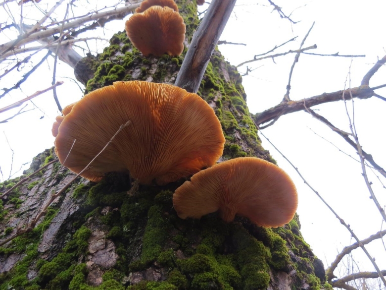 Бабье ухо на дереве