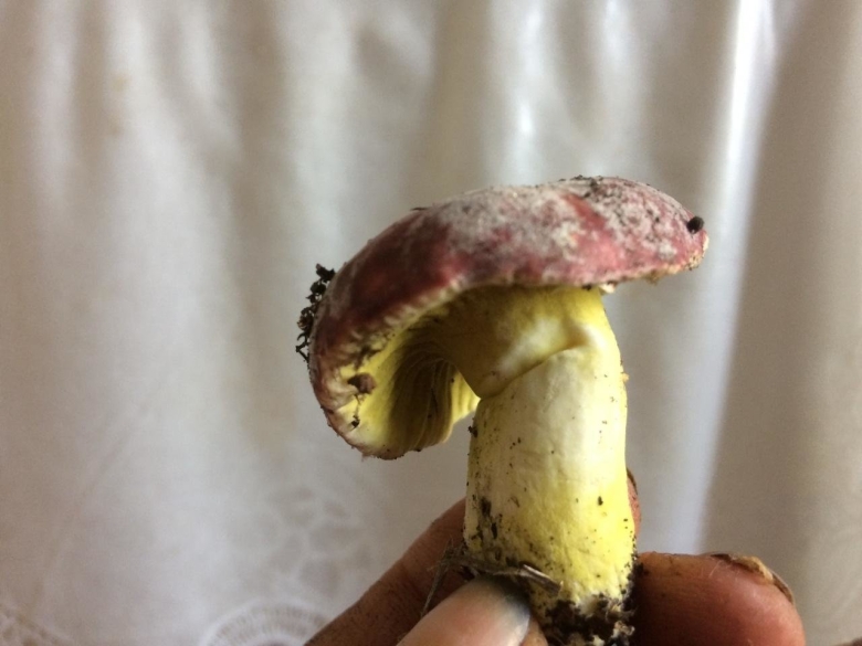 Гипомицес гриб зеленый