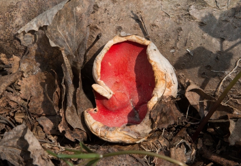 Гриб красное ухо